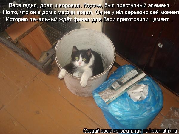 Вася гадил, драл и воровал. Короче, был преступный элемент. Но то, что он в дом к мафии попал, Он не ... Котоматрица: Вася гадил, драл и воровал. Короче, был преступный элемент. Но то, что он в дом к мафии попал, Он не учёл серьёзно сей момент. Историю печальны