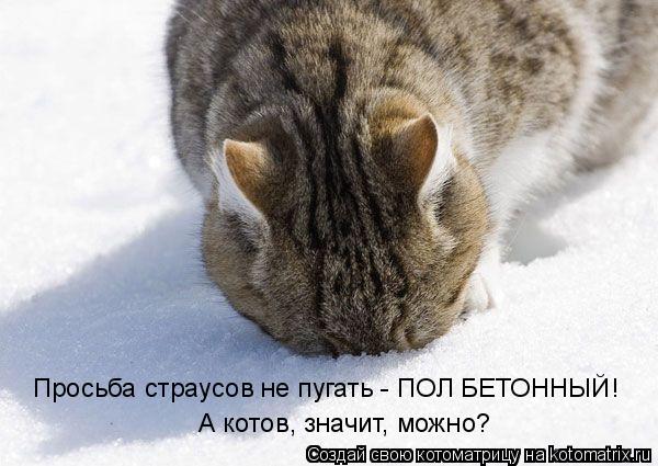 Просьба страусов не пугать - ПОЛ БЕТОННЫЙ! А котов, значит, можно?... Котоматрица: Просьба страусов не пугать - ПОЛ БЕТОННЫЙ! А котов, значит, можно?