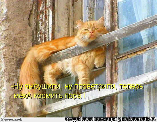 -Ну высушили, ну проветрили, теперь мехА кормить пора !... Котоматрица: -Ну высушили, ну проветрили, теперь мехА кормить пора !