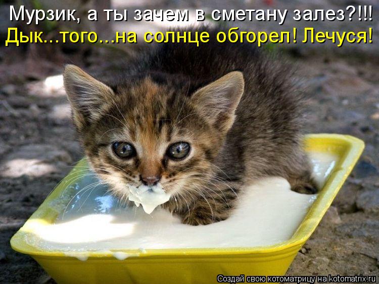 Мурзик, а ты зачем в сметану залез?!!! Дык...того...на солнце обгорел! Лечуся!... Котоматрица: Мурзик, а ты зачем в сметану залез?!!! Дык...того...на солнце обгорел! Лечуся!