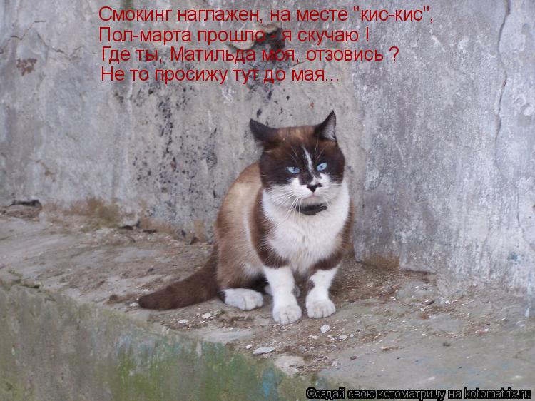 Котоматрица: Смокинг наглажен, на месте "кис-кис", Пол-марта прошло - я скучаю ! Где ты, Матильда моя, отзовись ? Не то просижу тут до мая...