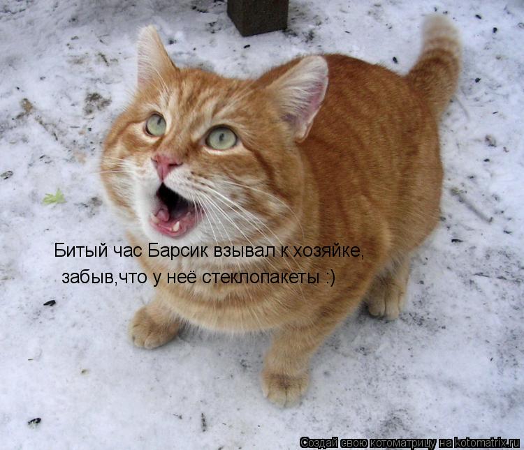 Битый час Барсик взывал к хозяйке, забыв,что у неё стеклопакеты :)... Котоматрица: Битый час Барсик взывал к хозяйке, забыв,что у неё стеклопакеты :)
