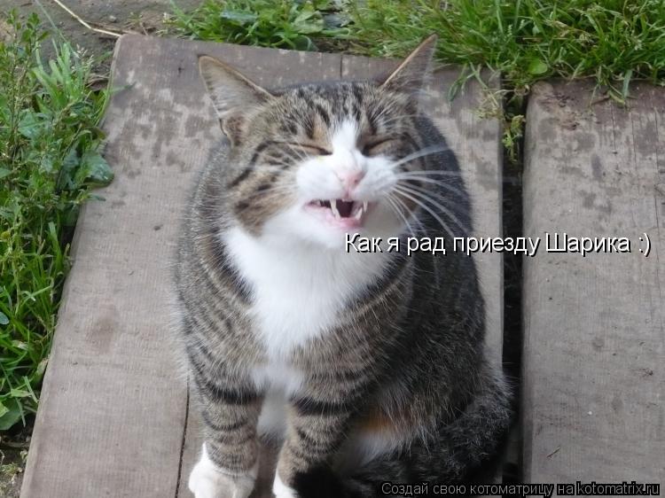 Как я рад приезду Шарика :)... Котоматрица: Как я рад приезду Шарика :)