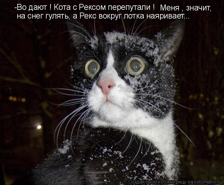 -Во дают ! Кота с Рексом перепутали ! Меня , значит, на снег гулять, а Рекс вокруг лотка наяривает...... Котоматрица: -Во дают ! Кота с Рексом перепутали ! Меня , значит, на снег гулять, а Рекс вокруг лотка наяривает...