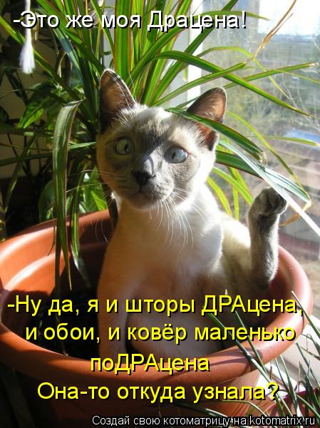 -Это же моя Драцена! -Ну да, я и шторы ДРАцена, и обои, и ковёр маленько поДРАцена Она-то откуда узна... Котоматрица: -Это же моя Драцена! -Ну да, я и шторы ДРАцена, и обои, и ковёр маленько поДРАцена Она-то откуда узнала?