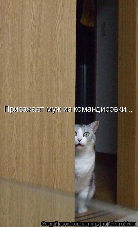 Приезжает муж из командировки...... Котоматрица: Приезжает муж из командировки...