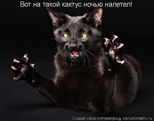 Вот на такой кактус ночью налетел!... Котоматрица: Вот на такой кактус ночью налетел!