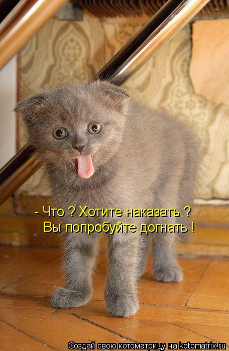 - Что ? Хотите наказать ? Вы попробуйте догнать !... Котоматрица: - Что ? Хотите наказать ? Вы попробуйте догнать !