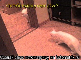 что тебе нужно у меня дома?... Котоматрица: что тебе нужно у меня дома?