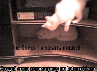 не бойся ! я хавать пошёл!... Котоматрица: не бойся ! я хавать пошёл!