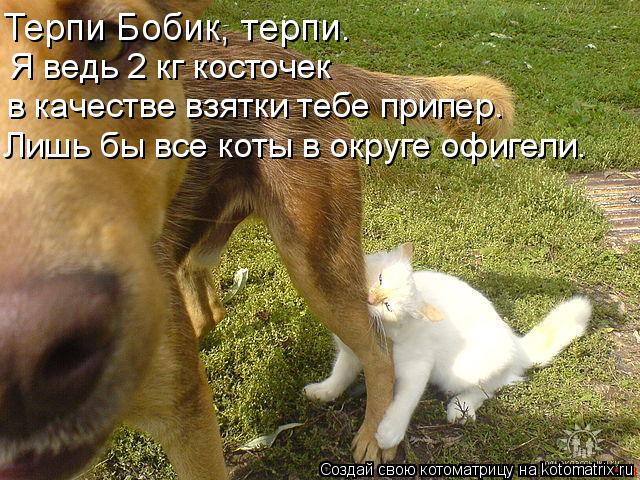 Терпи Бобик, терпи. Я ведь 2 кг косточек в качестве взятки тебе припер. Лишь бы все коты в округе оф... Котоматрица: Терпи Бобик, терпи. Я ведь 2 кг косточек в качестве взятки тебе припер. Лишь бы все коты в округе офигели.