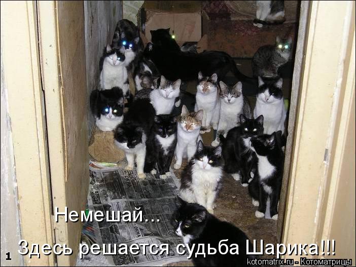 Здесь решается судьба Шарика!!! Немешай...... Котоматрица: Здесь решается судьба Шарика!!! Немешай...