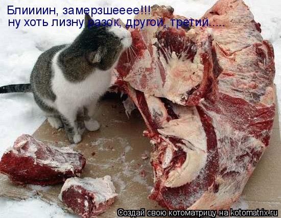 Блиииин, замерзшееее!!! ну хоть лизну разок, другой, третий........ Котоматрица: Блиииин, замерзшееее!!! ну хоть лизну разок, другой, третий.....