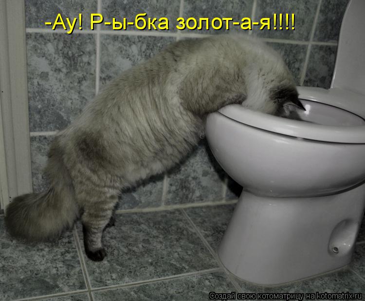 -Ау! Р-ы-бка золот-а-я!!!!... Котоматрица: -Ау! Р-ы-бка золот-а-я!!!!