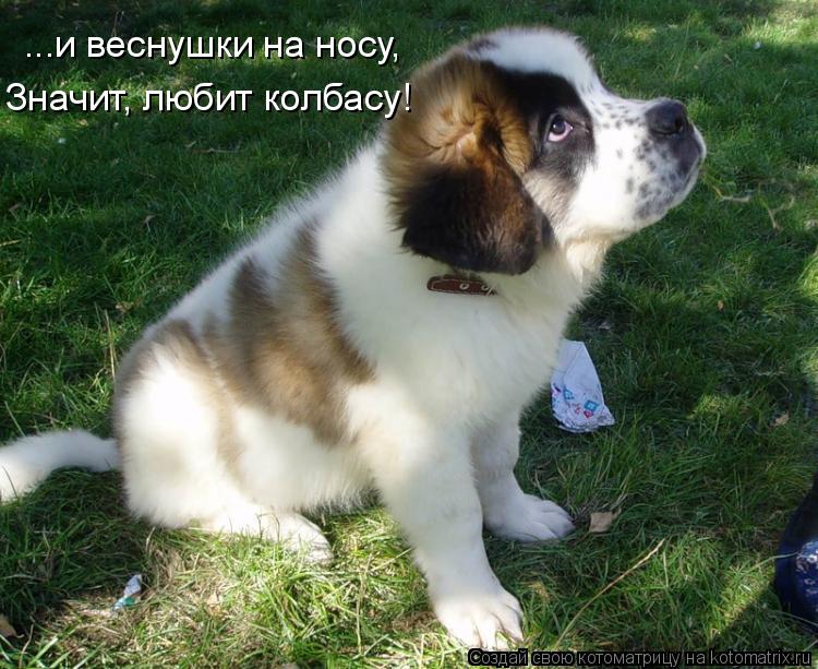 ...и веснушки на носу, Значит, любит колбасу!... Котоматрица: ...и веснушки на носу, Значит, любит колбасу!