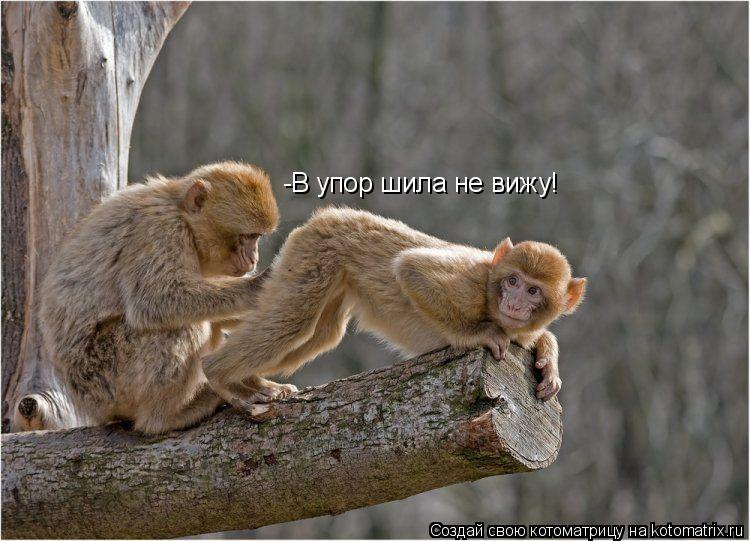 -В упор шила не вижу!... Котоматрица: -В упор шила не вижу!