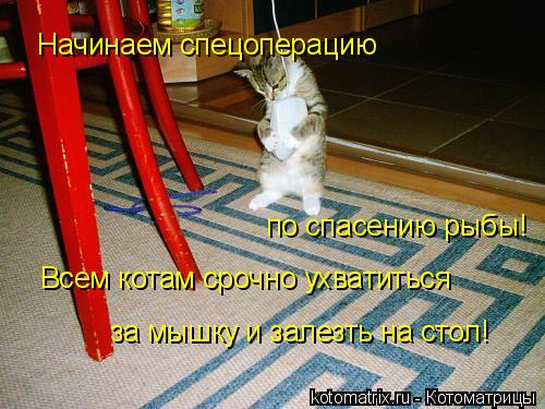 Начинаем спецоперацию по спасению рыбы! Всем котам срочно ухватиться за мышку и залезть на стол!... Котоматрица: Начинаем спецоперацию по спасению рыбы! Всем котам срочно ухватиться за мышку и залезть на стол!