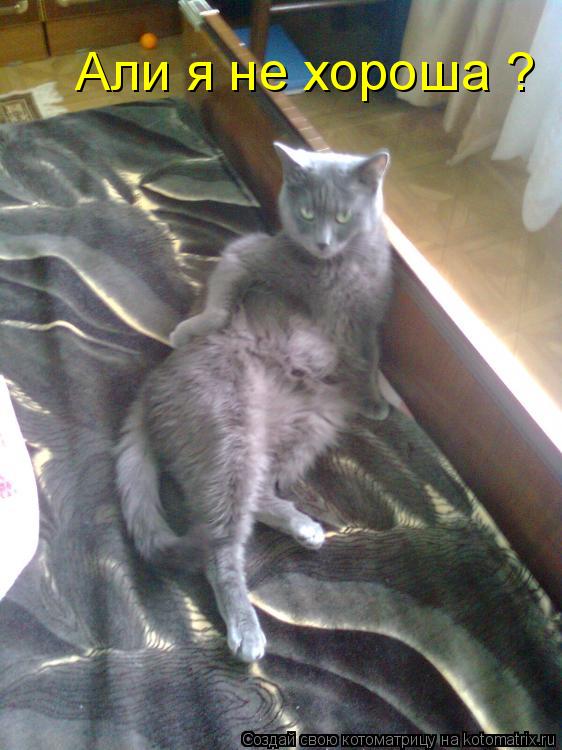 Али я не хороша ?... Котоматрица: Али я не хороша ?
