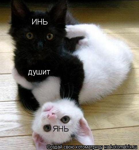 ИНЬ душит ЯНЬ... Котоматрица: ИНЬ душит ЯНЬ