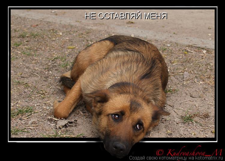 НЕ ОСТАВЛЯЙ МЕНЯ... Котоматрица: НЕ ОСТАВЛЯЙ МЕНЯ