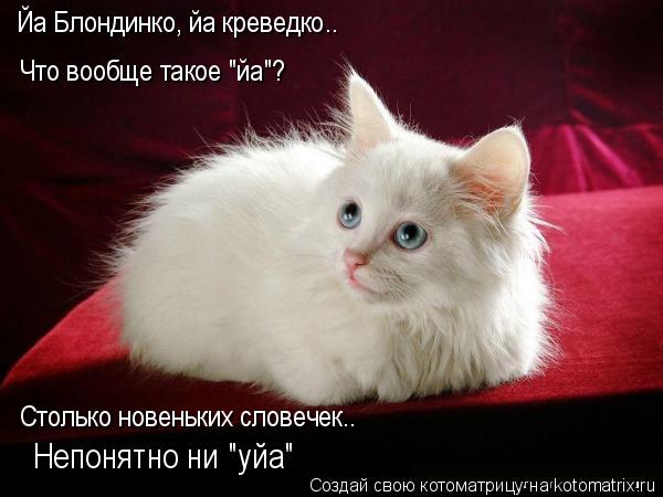 Йа Блондинко, йа креведко.. Что вообще такое "йа"? Столько новеньких словечек.. Непонятно ни "уйа"... Котоматрица: Йа Блондинко, йа креведко.. Что вообще такое "йа"? Столько новеньких словечек.. Непонятно ни "уйа"