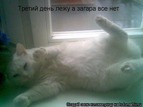 Третий день лежу а загара все нет... Котоматрица: Третий день лежу а загара все нет