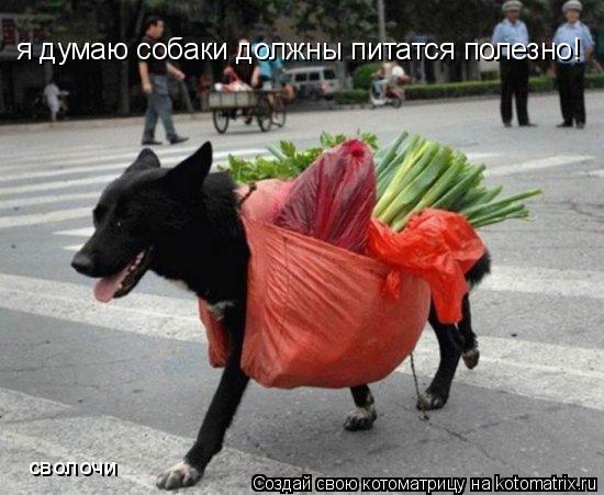 я думаю собаки должны питатся полезно! сволочи... Котоматрица: я думаю собаки должны питатся полезно! сволочи