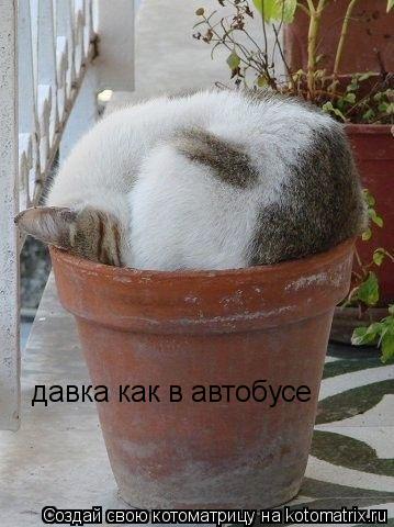 давка как в автобусе... Котоматрица: давка как в автобусе