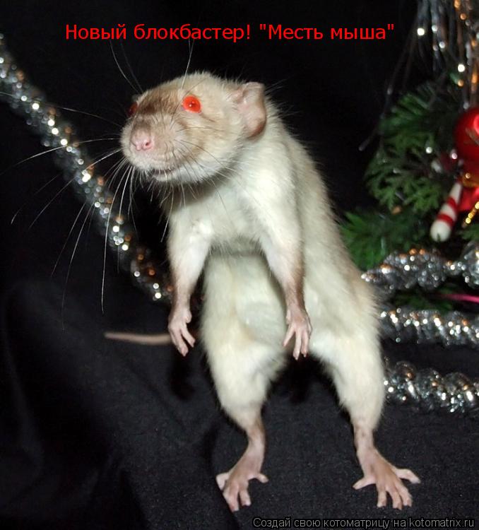 Новый блокбастер! "Месть мыша"... Котоматрица: Новый блокбастер! "Месть мыша"