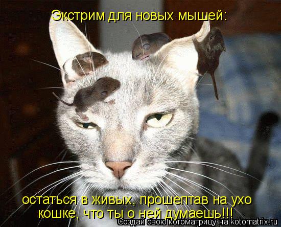 Экстрим для новых мышей: остаться в живых, прошептав на ухо кошке, что ты о ней думаешь!!!... Котоматрица: Экстрим для новых мышей: остаться в живых, прошептав на ухо кошке, что ты о ней думаешь!!!