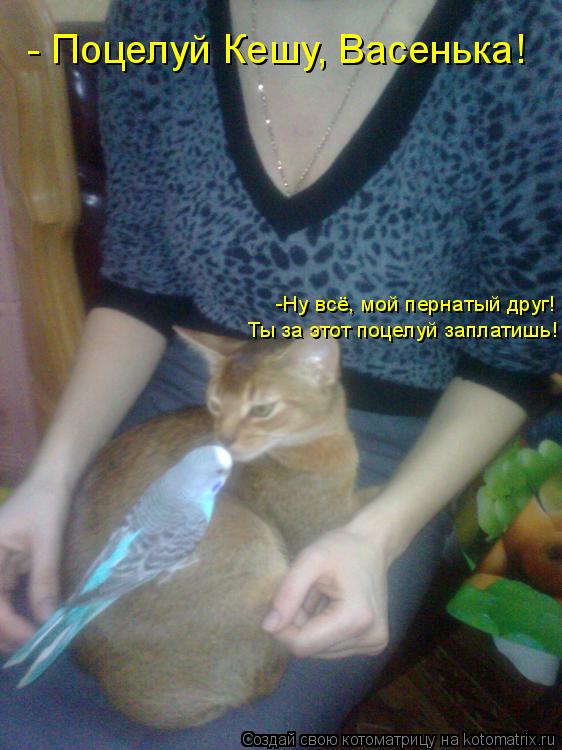 - Поцелуй Кешу, Васенька! -Ну всё, мой пернатый друг! Ты за этот поцелуй заплатишь!... Котоматрица: - Поцелуй Кешу, Васенька! -Ну всё, мой пернатый друг! Ты за этот поцелуй заплатишь!