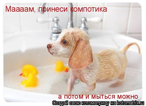 Маааам, принеси компотика а потом и мыться можно... Котоматрица: Маааам, принеси компотика а потом и мыться можно