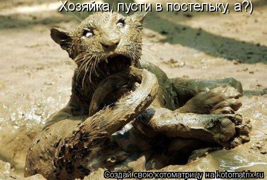 Хозяйка, пусти в постельку, а?)... Котоматрица: Хозяйка, пусти в постельку, а?)