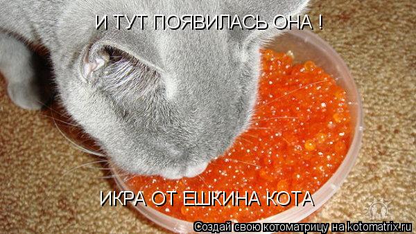 И ТУТ ПОЯВИЛАСЬ ОНА ! ИКРА ОТ ЕШКИНА КОТА... Котоматрица: И ТУТ ПОЯВИЛАСЬ ОНА ! ИКРА ОТ ЕШКИНА КОТА