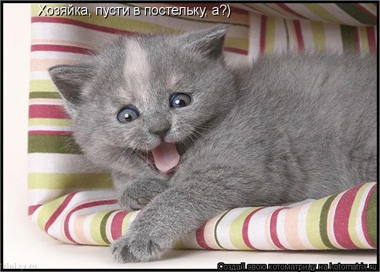Хозяйка, пусти в постельку, а?)... Котоматрица: Хозяйка, пусти в постельку, а?)