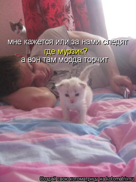 мне кажется или за нами следят где мурзик? а вон там морда торчит... Котоматрица: мне кажется или за нами следят где мурзик? а вон там морда торчит