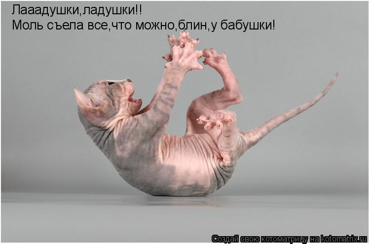 Лааадушки,ладушки!! Моль съела все,что можно,блин,у бабушки!... Котоматрица: Лааадушки,ладушки!! Моль съела все,что можно,блин,у бабушки!
