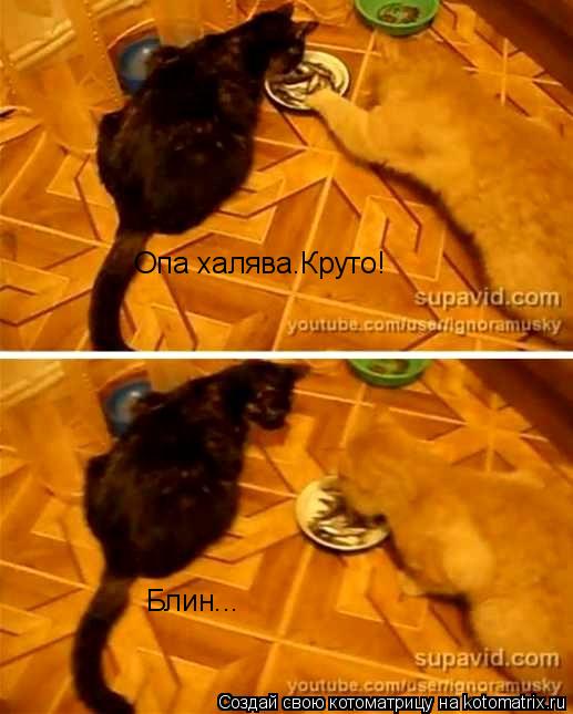Опа халява.Круто! Блин...... Котоматрица: Опа халява.Круто! Блин...