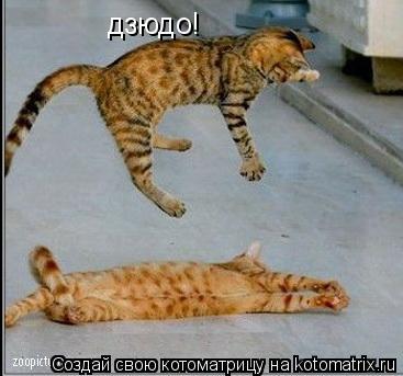 дзюдо!... Котоматрица: дзюдо!
