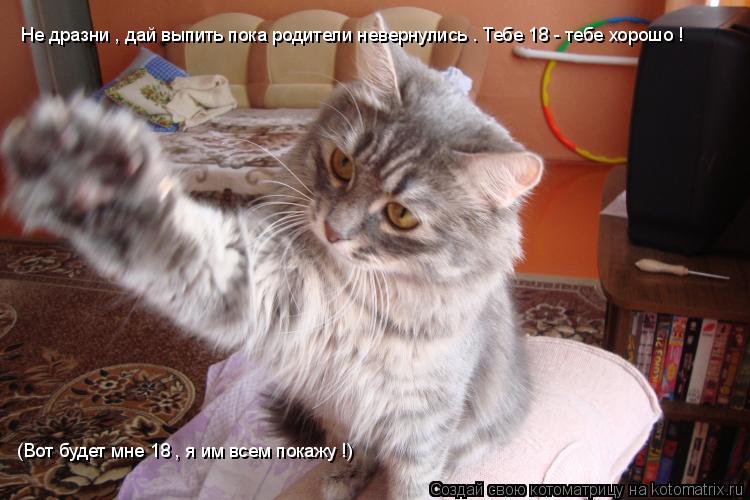 Не дразни , дай выпить пока родители невернулись . Тебе 18 - тебе хорошо ! (Вот будет мне 18 , я им в... Котоматрица: Не дразни , дай выпить пока родители невернулись . Тебе 18 - тебе хорошо ! (Вот будет мне 18 , я им всем покажу !)