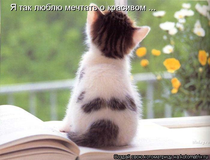 Я так люблю мечтать о красивом ...... Котоматрица: Я так люблю мечтать о красивом ...
