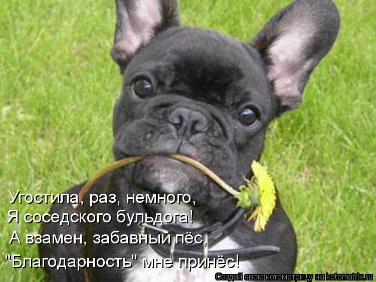 Я соседского бульдога! А взамен, забавный пёс, "Благодарность" мне принёс! Угостила, раз, немного,... Котоматрица: Я соседского бульдога! А взамен, забавный пёс, "Благодарность" мне принёс! Угостила, раз, немного,