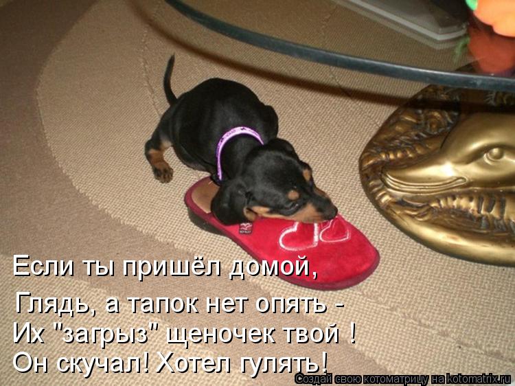 Он скучал! Хотел гулять! Если ты пришёл домой, Глядь, а тапок нет опять - Их "загрыз" щеночек твой !... Котоматрица: Он скучал! Хотел гулять! Если ты пришёл домой, Глядь, а тапок нет опять - Их "загрыз" щеночек твой !
