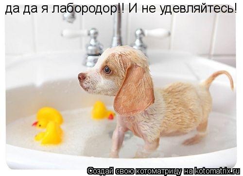 да да я лабородор!! И не удевляйтесь!... Котоматрица: да да я лабородор!! И не удевляйтесь!