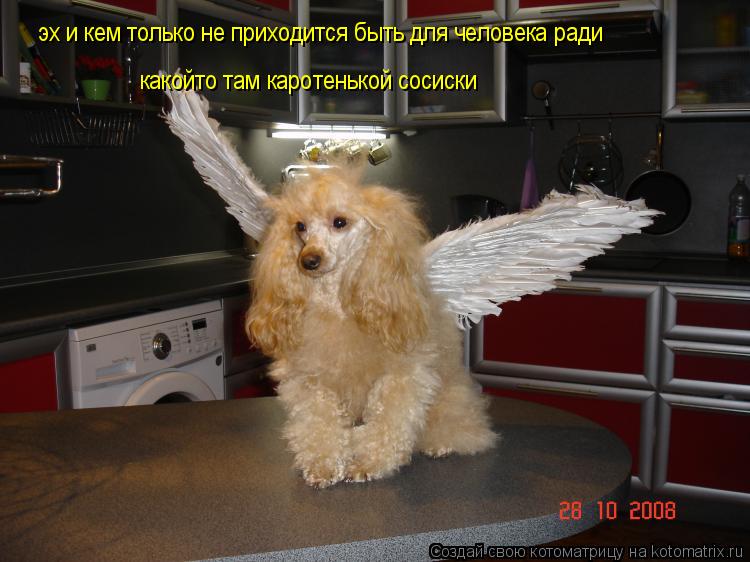 эх и кем только не приходится быть для человека ради какойто там каротенькой сосиски... Котоматрица: эх и кем только не приходится быть для человека ради какойто там каротенькой сосиски