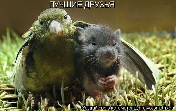 ЛУЧШИЕ ДРУЗЬЯ... Котоматрица: ЛУЧШИЕ ДРУЗЬЯ