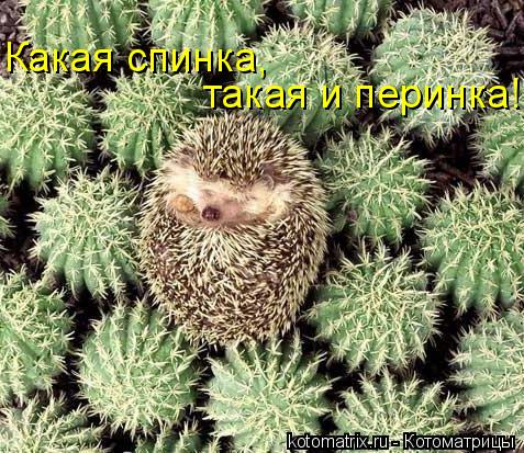 такая и перинка! Какая спинка,... Котоматрица: такая и перинка! Какая спинка,