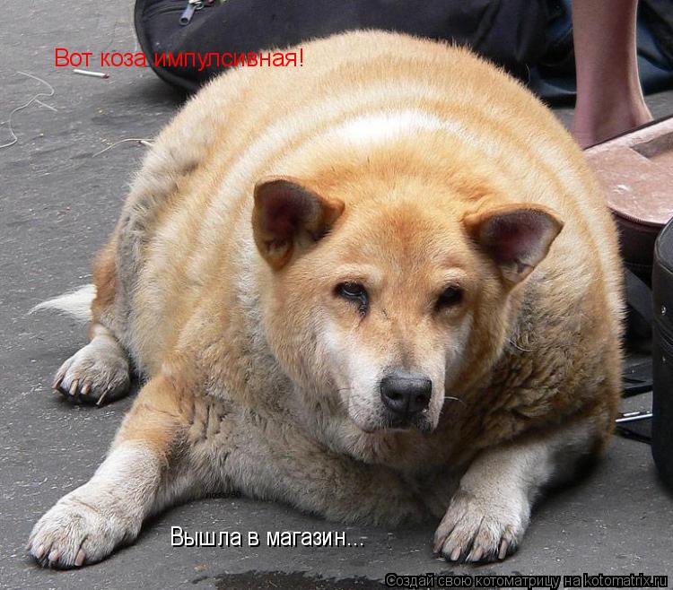 Вот коза импулсивная! Вышла в магазин...... Котоматрица: Вот коза импулсивная! Вышла в магазин...