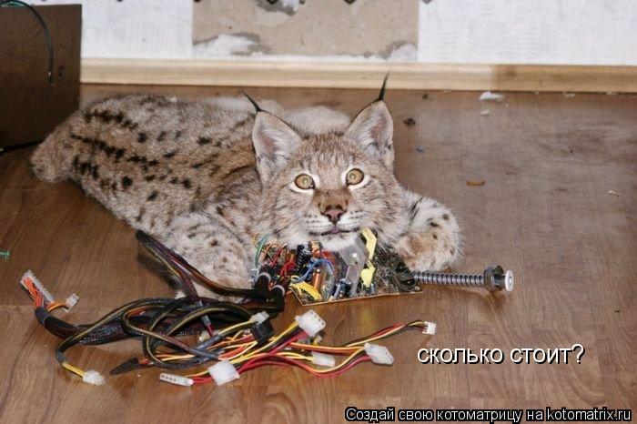 сколько стоит?... Котоматрица: сколько стоит?
