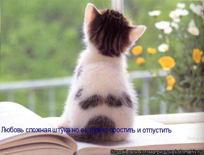 Любовь сложная штука но её нужно прости ть и отпустить... Котоматрица: Любовь сложная штука но её нужно прости ть и отпустить